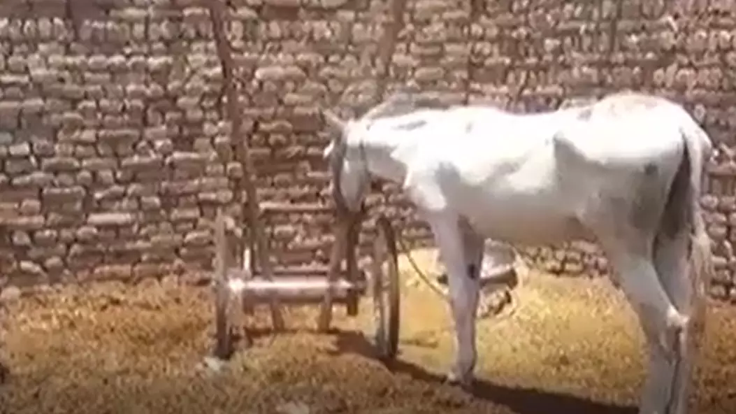 Donkey In Pakistan Is Arrested On Gambling Charges