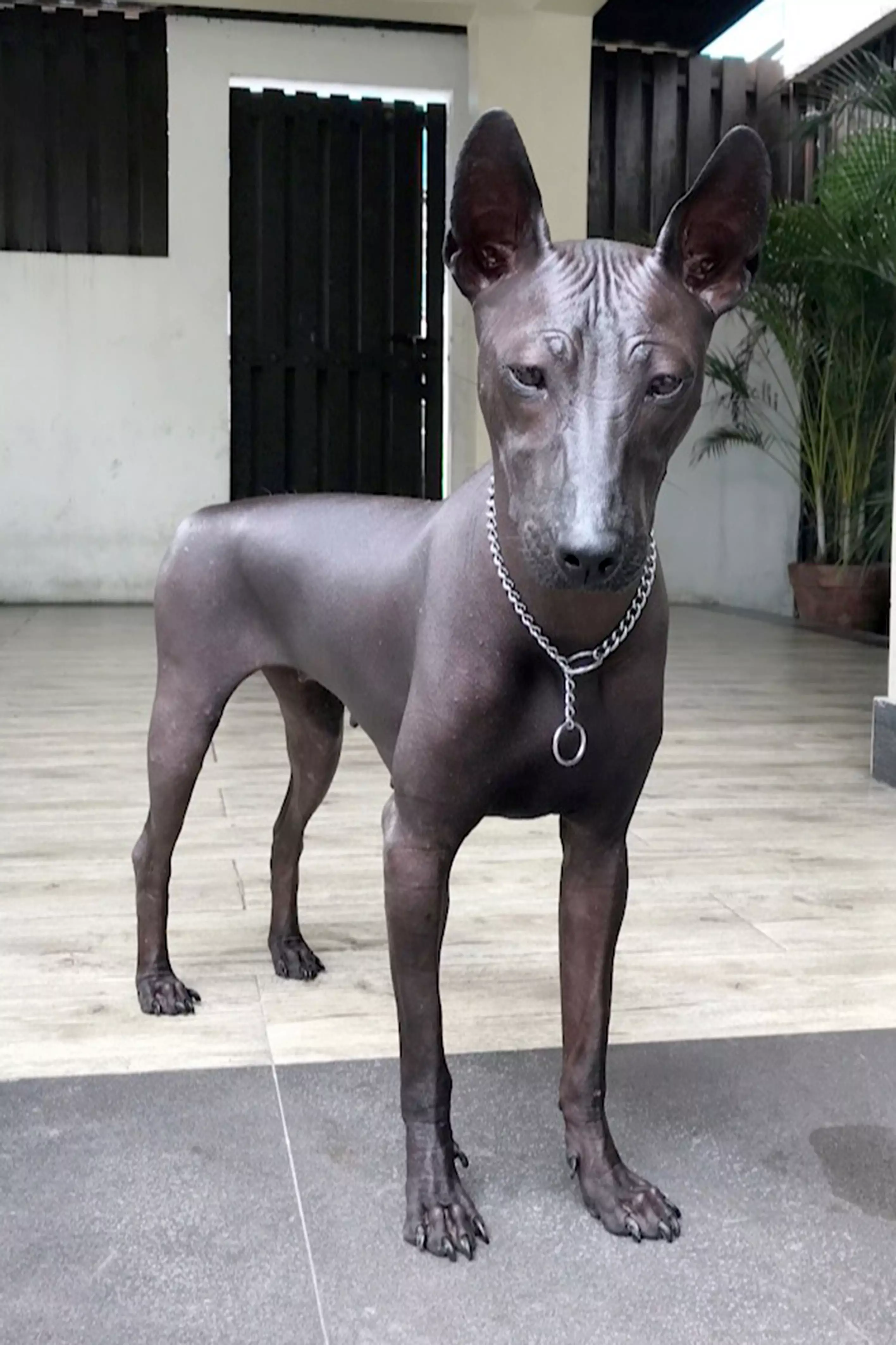 People online were convinced this dog was a statue.