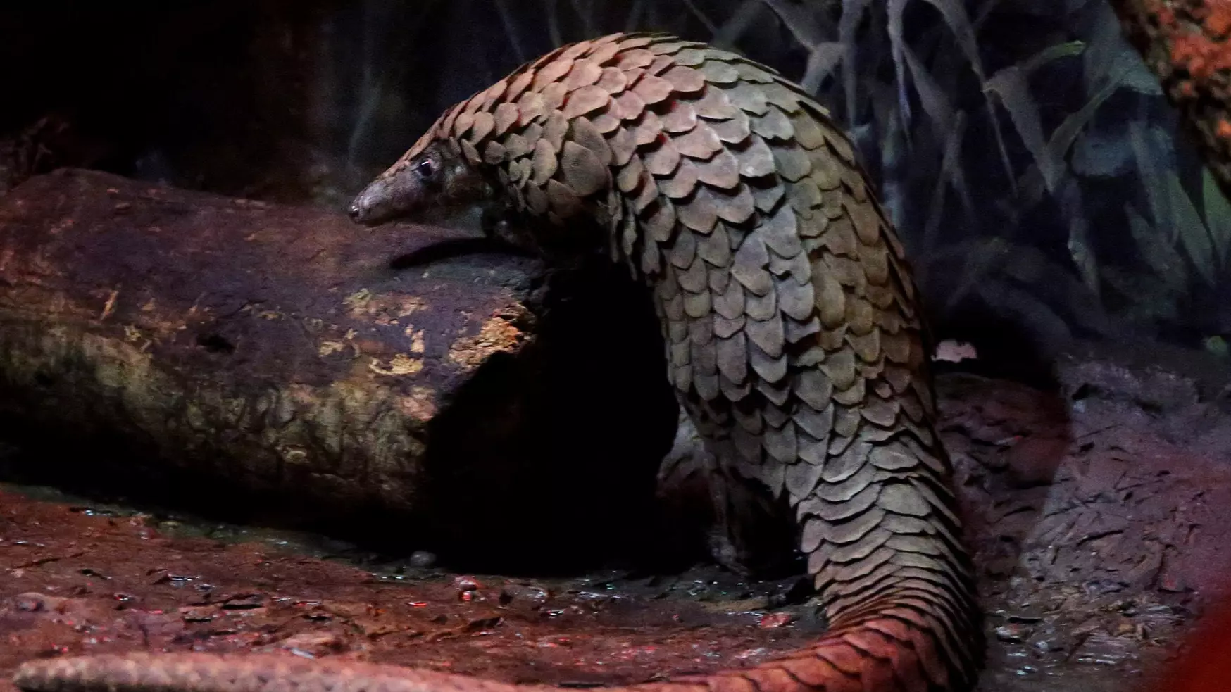 China Removes Pangolins From Official List Of Traditional Chinese Medicine Treatments