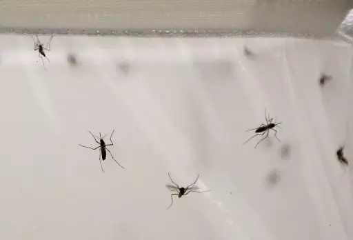 Zika Virus Might Cause Your Balls To Shrink 'Up To 90 Percent'