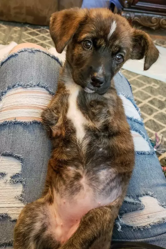 Frankie Lou was the only one in her litter born with two legs.
