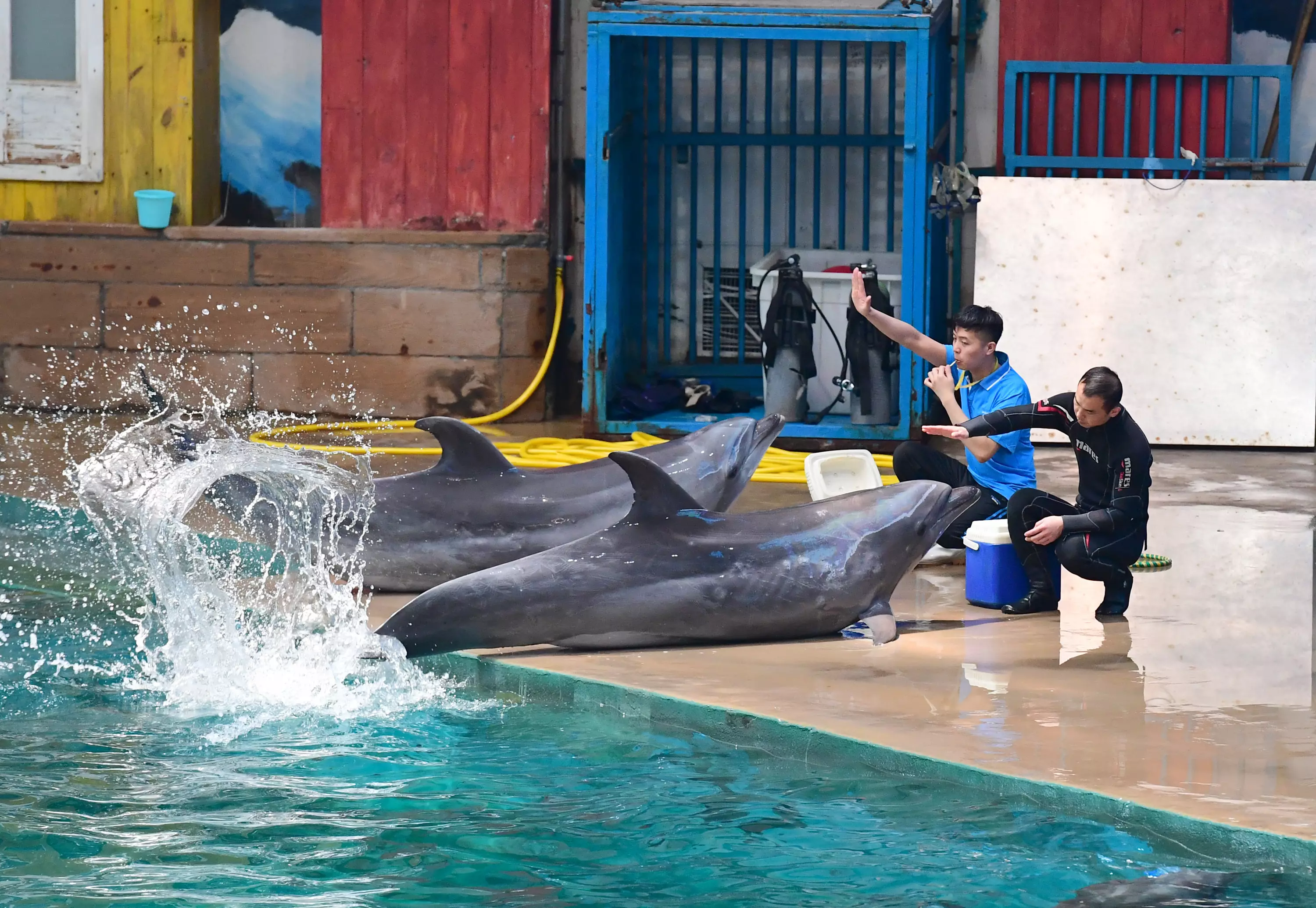 There is a growing opposition to using marine mammals in performances.