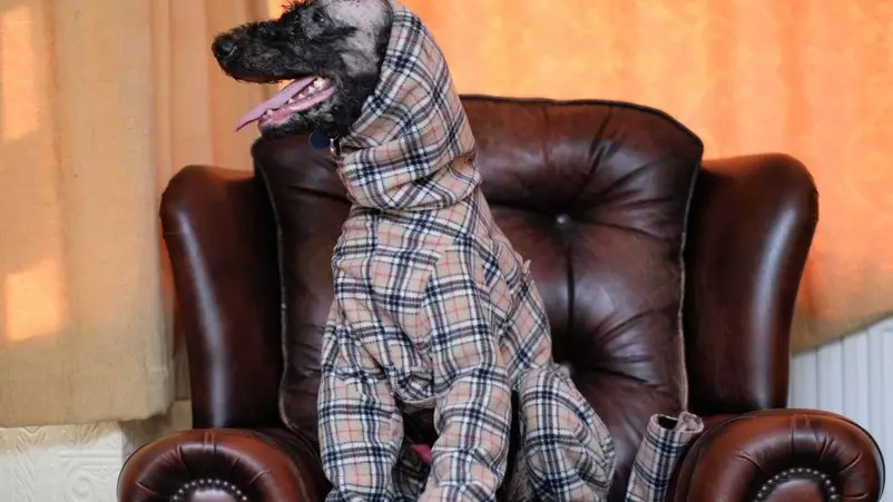 Dog Who Lost Fur Due To Rare Condition Gets Specially Made Burberry Outfit