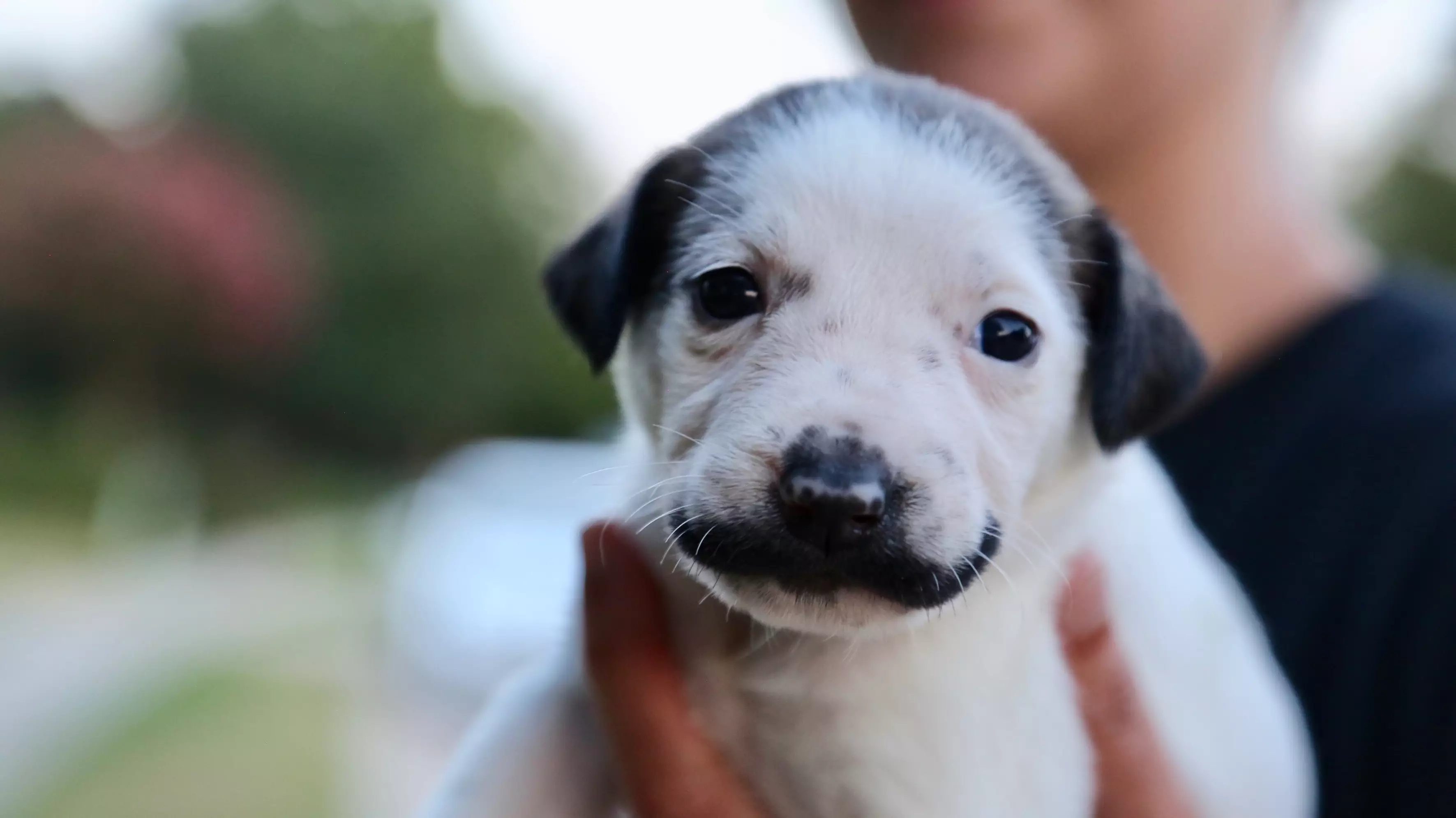 Adorable Puppy With A Moustache Is Up For Adoption And We Want Her