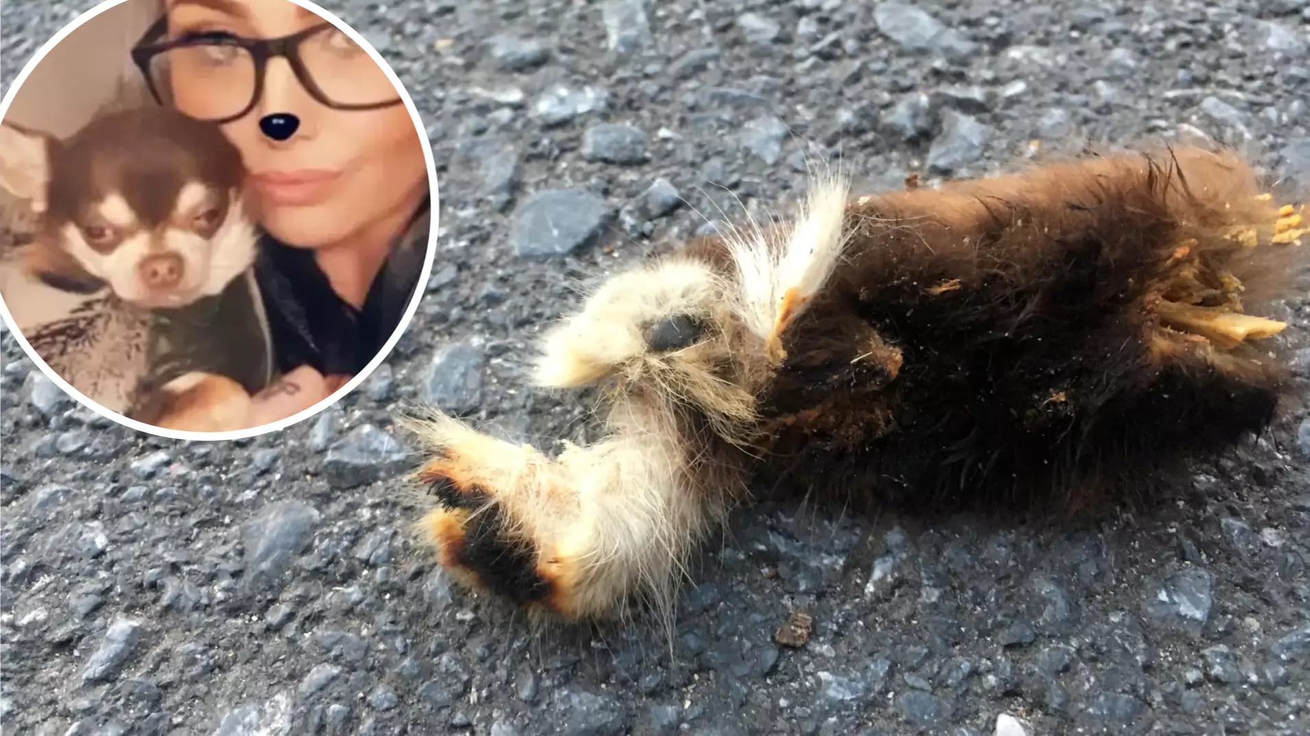 Seagull ‘Drops Severed Puppy Paw’ In Grim Find Believed To Be The Remains Of Gizmo