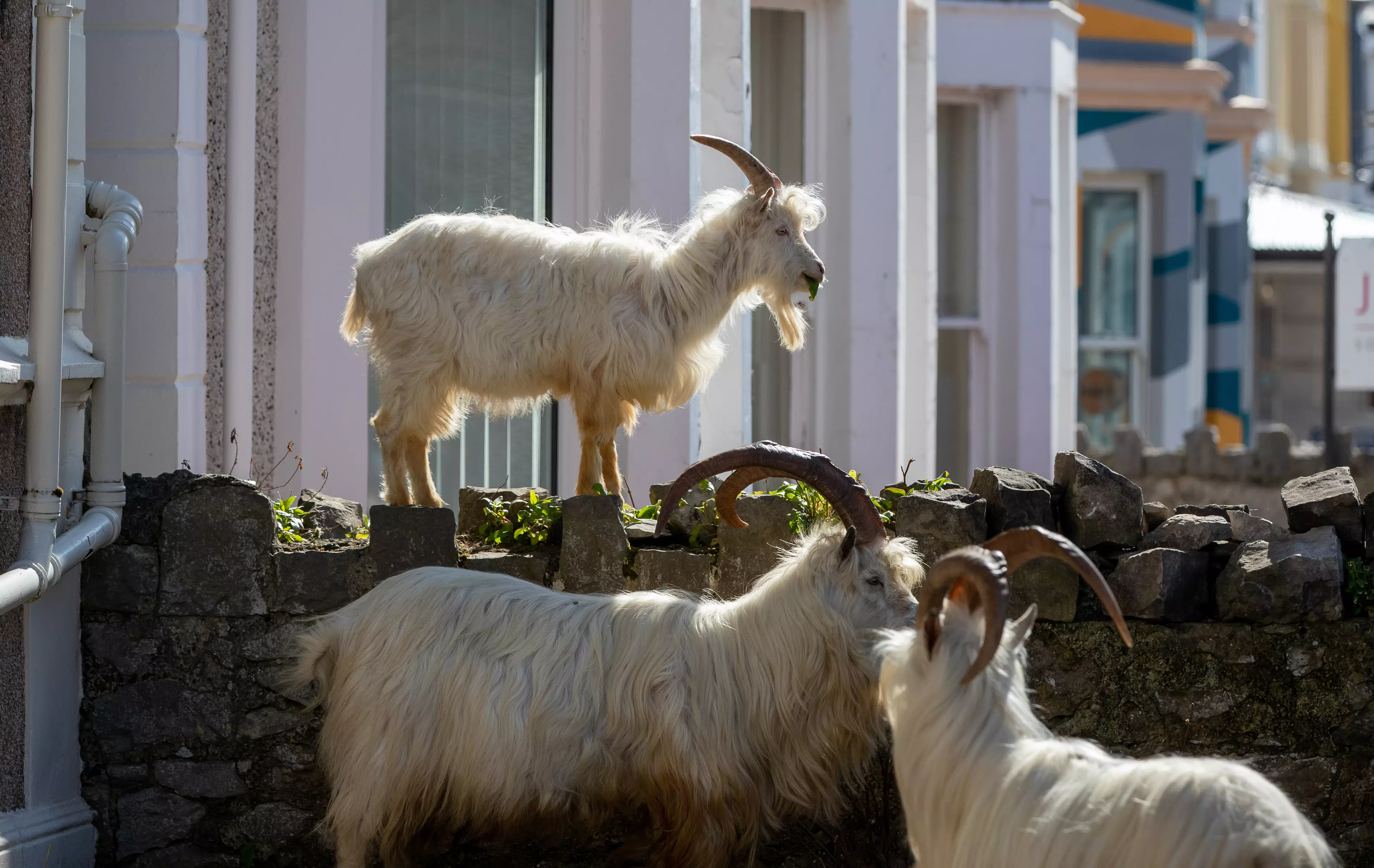The goats are running riot much to everyone's amusement (