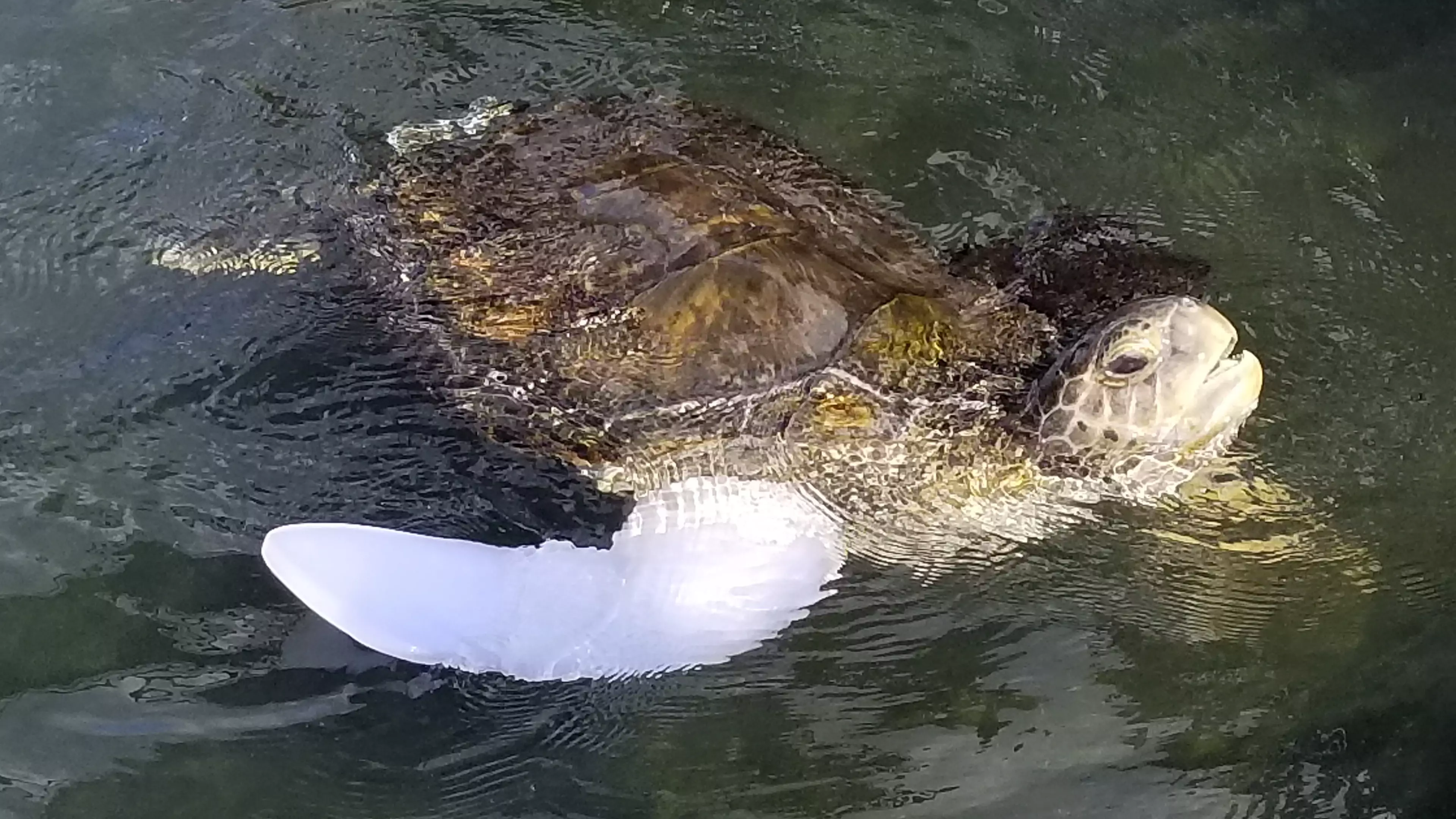 Amputee Sea Turtle Swims For First Time With Prosthetic Flipper
