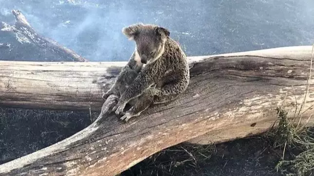Hundreds Of Koalas Killed As Australia Is Savaged By Bush Fires