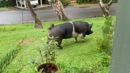 Family Devastated After Pet Pig Killed By Neighbour Who Promised To Look After It