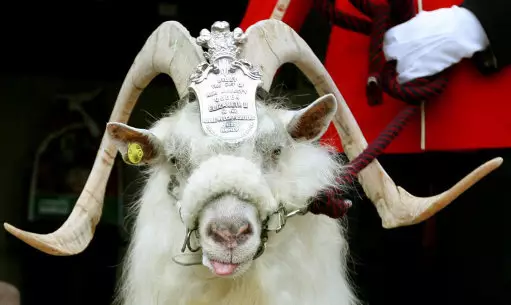 There's A Goat In The British Army That Got Demoted For Disobeying An Order