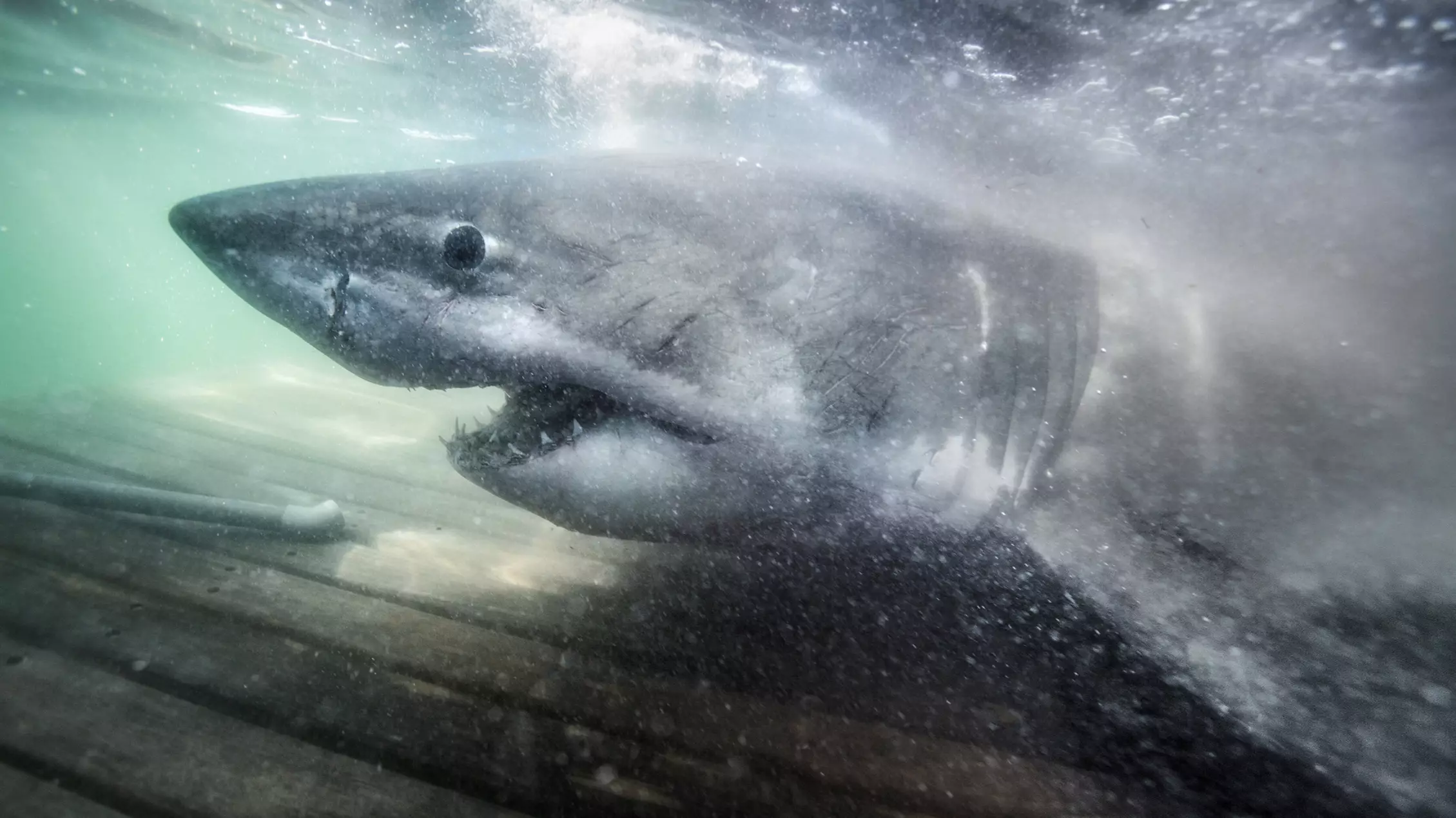 Great White Shark Is Now Closer To UK Than US After Becoming Second To Cross Atlantic