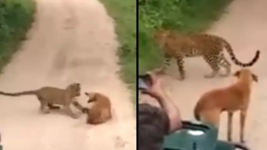 Fearless Dog Stands Up To Leopard After Attempted Attack In Forest 
