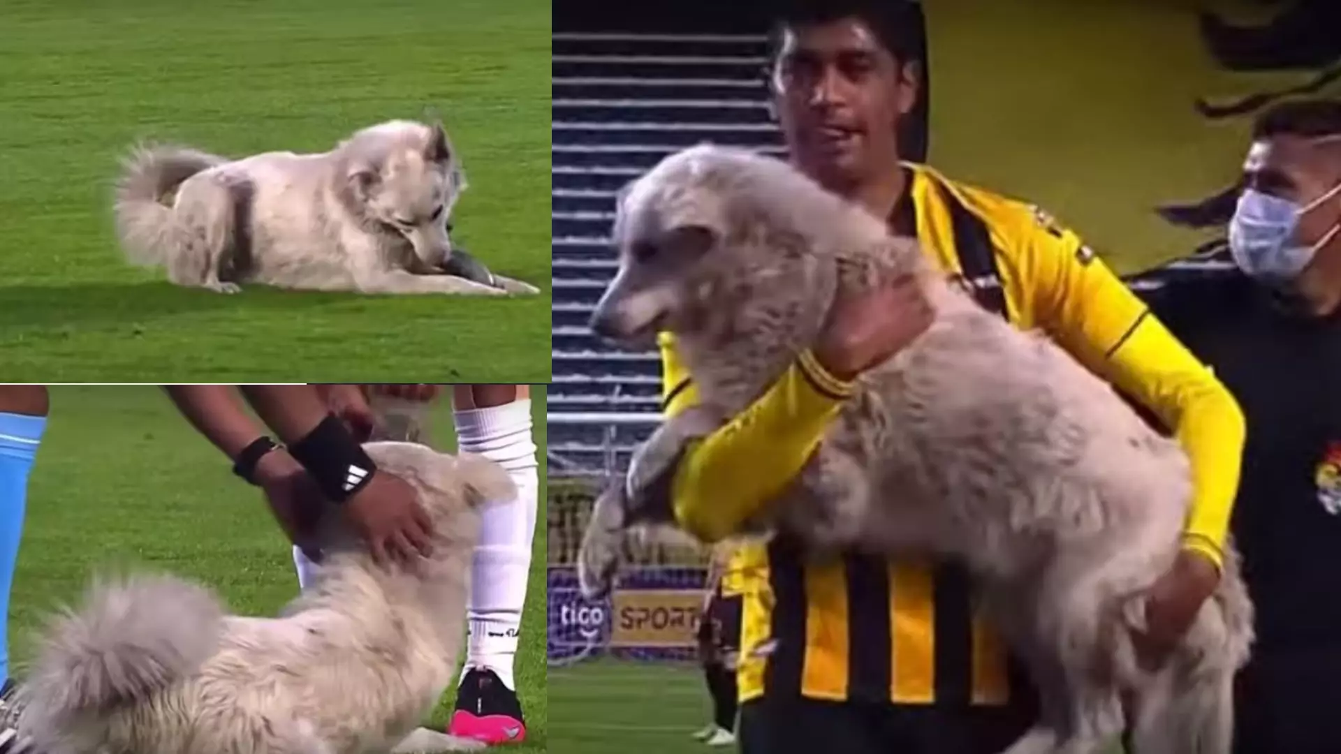 The Moment A Dog Invades Football Pitch And Steals Boot
