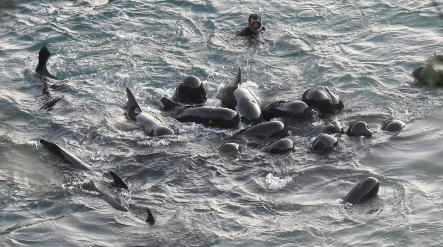 Divers enter the water to select those to take captive and those to slaughter.