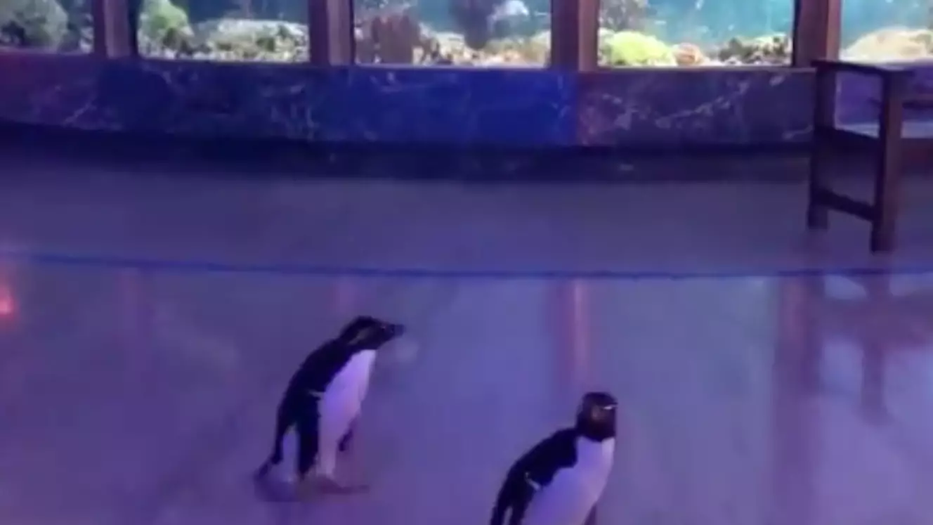 Penguins Go On 'Field Trip' At Aquarium After It Was Closed To Humans
