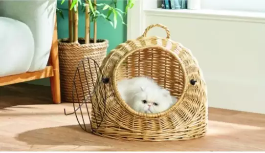 The cat egg chair is set to be popular (