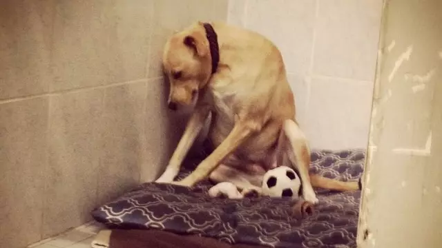 The 'Saddest Dog In The World' Has Been Returned To Shelter Home