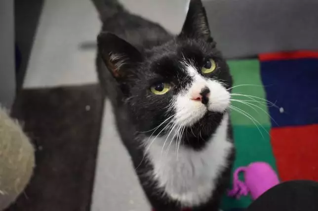 Kevin the cat is in need of a new home this Christmas.