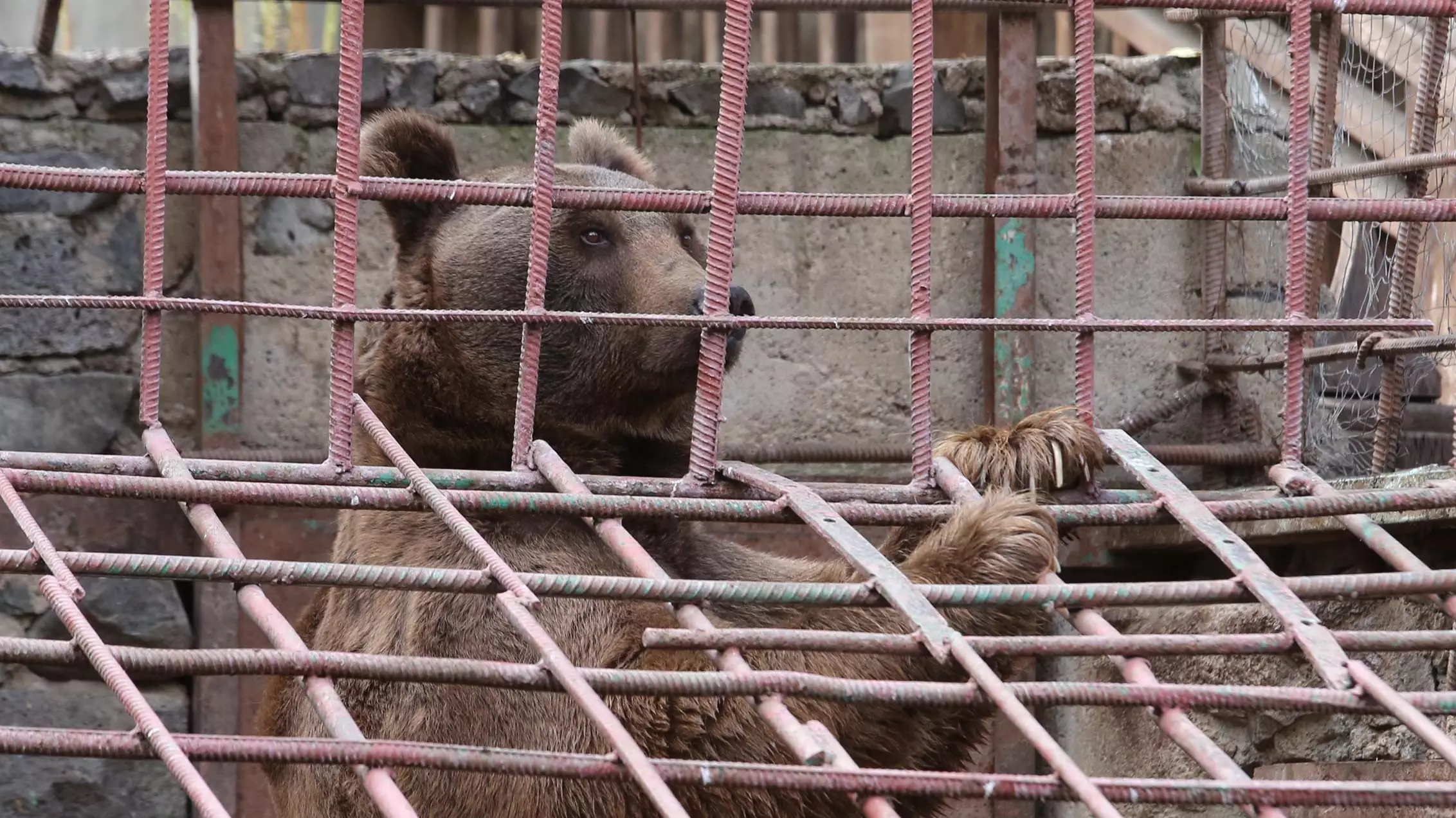 Bears Kept In Cages Next To Armenian Restaurant Have Been Freed After Online Appeal
