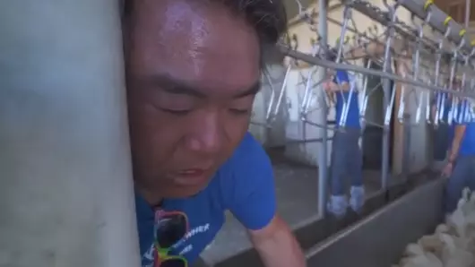 ​Animal Rights Activist 'Almost Dies' After Getting Stuck In Slaughter Processing Line