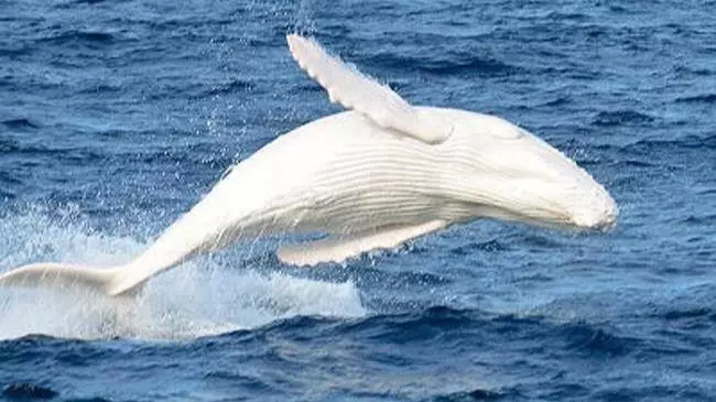 Elusive White Humpback Migaloo Spotted Heading North Along Australia's Coast