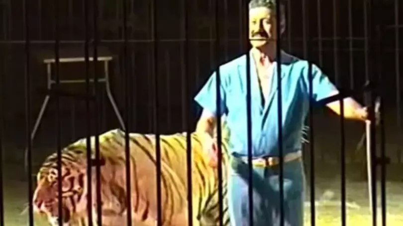 Circus Performer Dies After Being Mauled By Four Tigers 