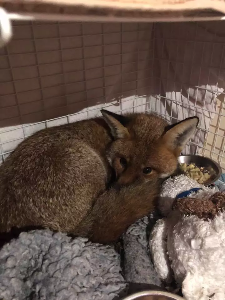 Luckily the fox was found to be in good health after he was found on top of a microwave.