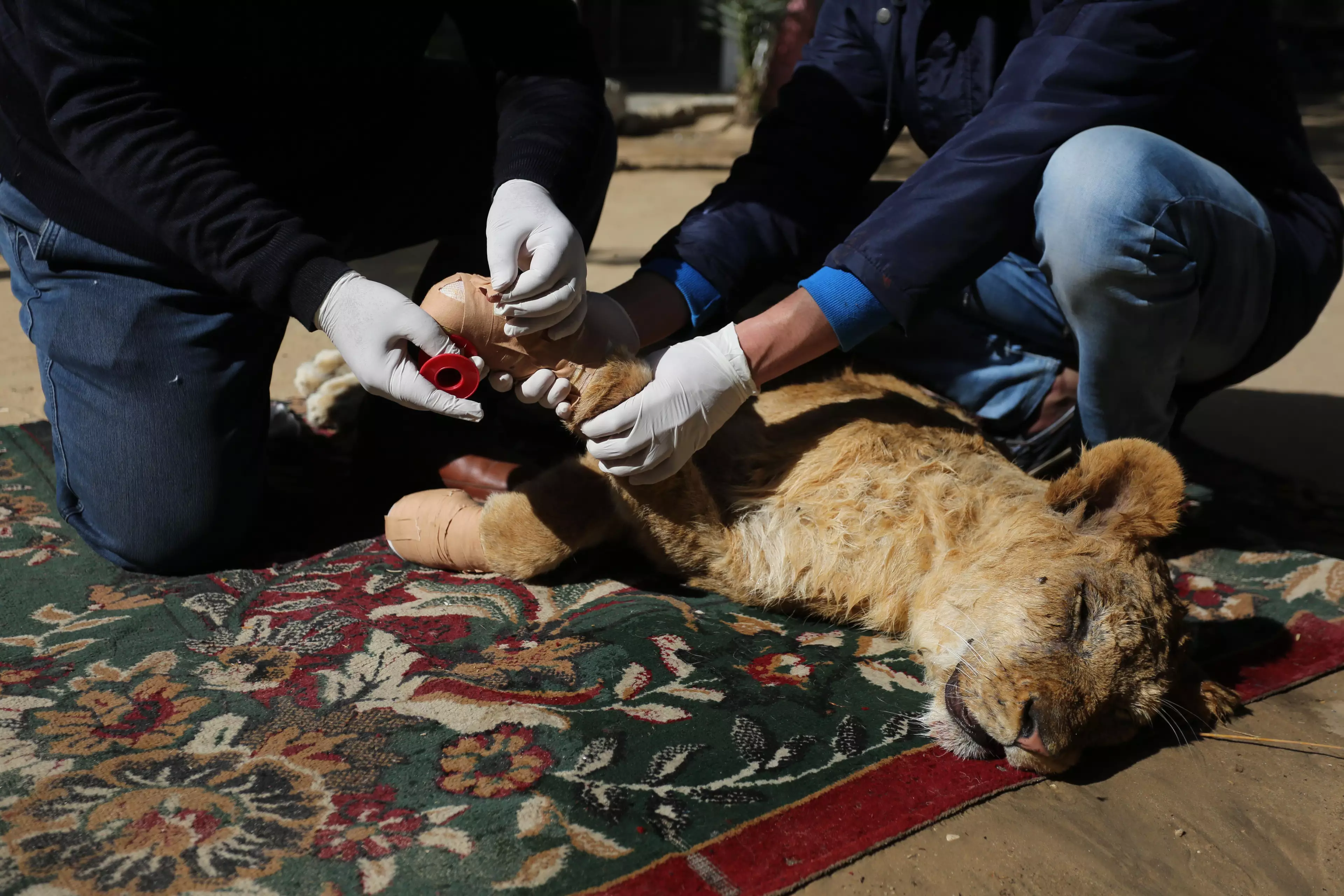 The procedure of removing Falenstine's claws took place in the zoo by the vet.
