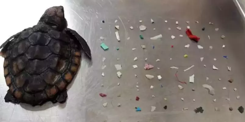 A tiny turtle has been found dead with 104 pieces of plastic in its intestines.