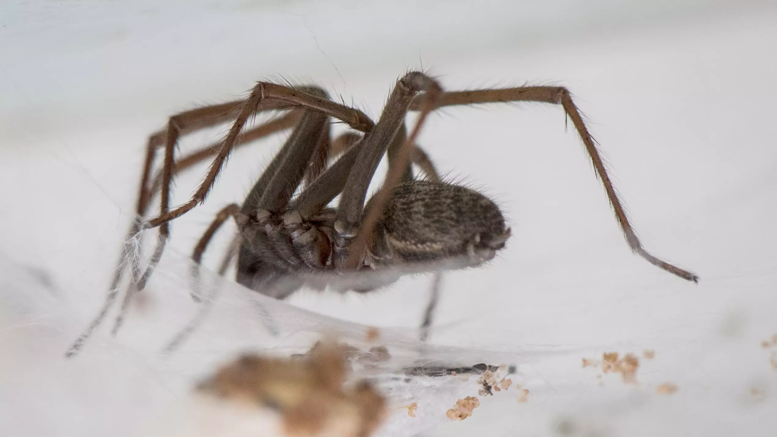 Warm Wet Summer Means We're Seeing More Spiders In Our Houses