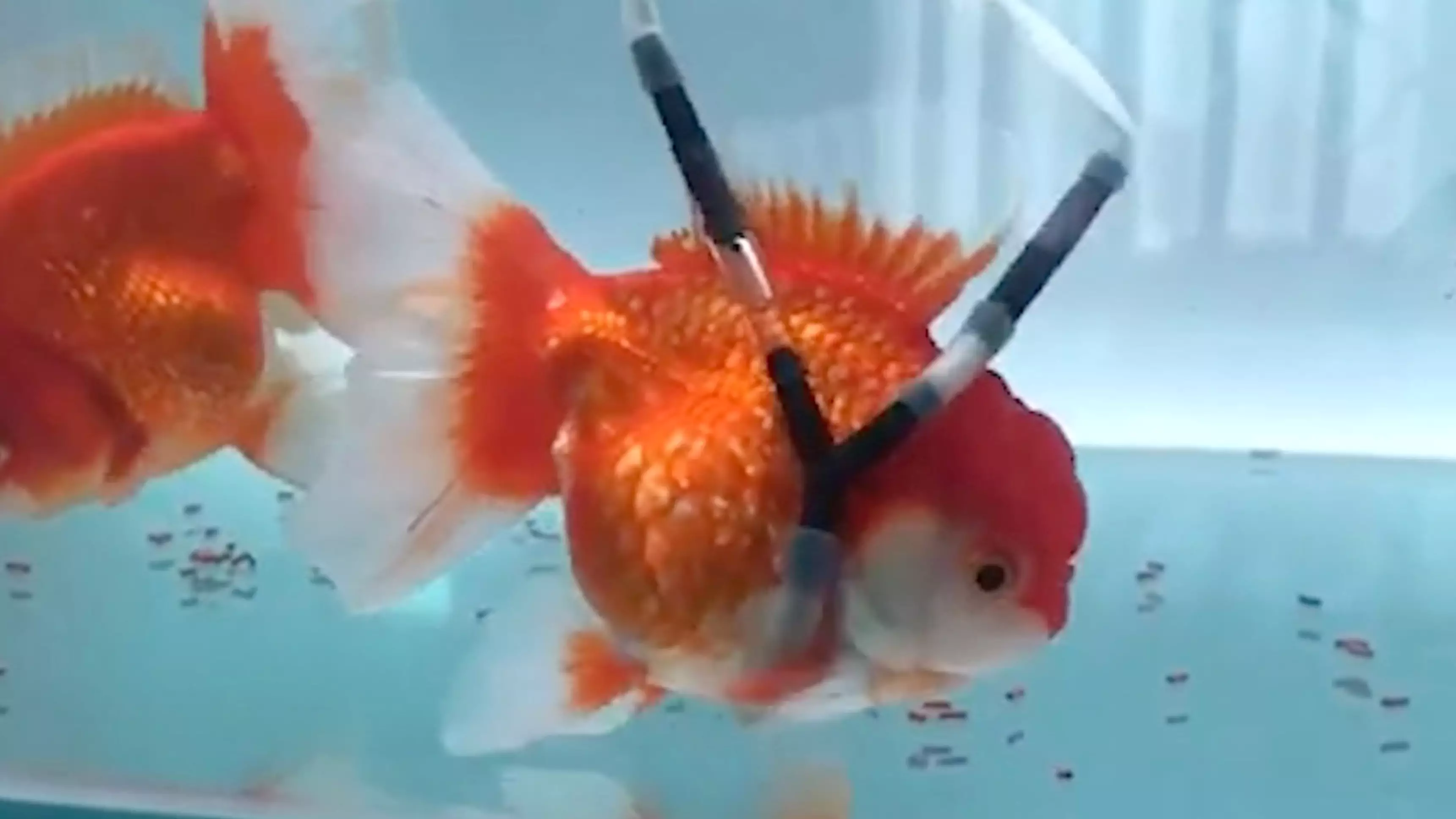 Man Builds His Disabled Goldfish A Float To Help Him Live His Best Life