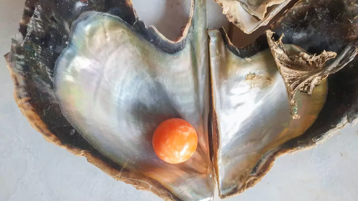 Fisherman Finds Rare Orange Pearl Worth Up To £250,000