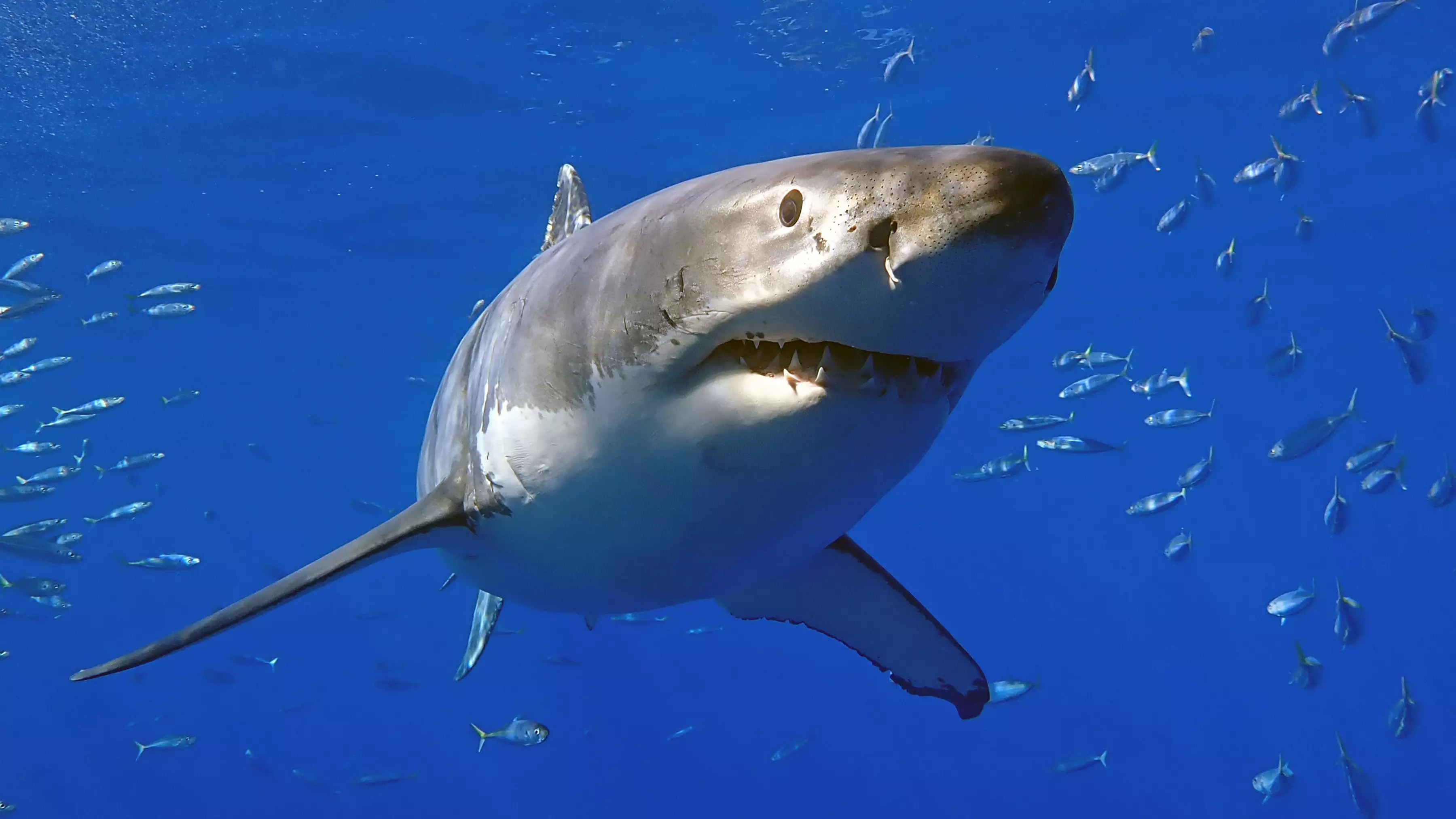 Great White Shark Spotted Attacking Prey Off Coast Of Massachusetts 