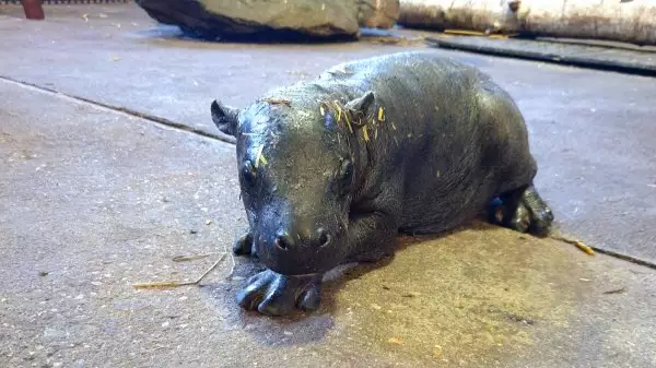 An Endangered Pygmy Hippo Calf Has Been Born At Colchester Zoo