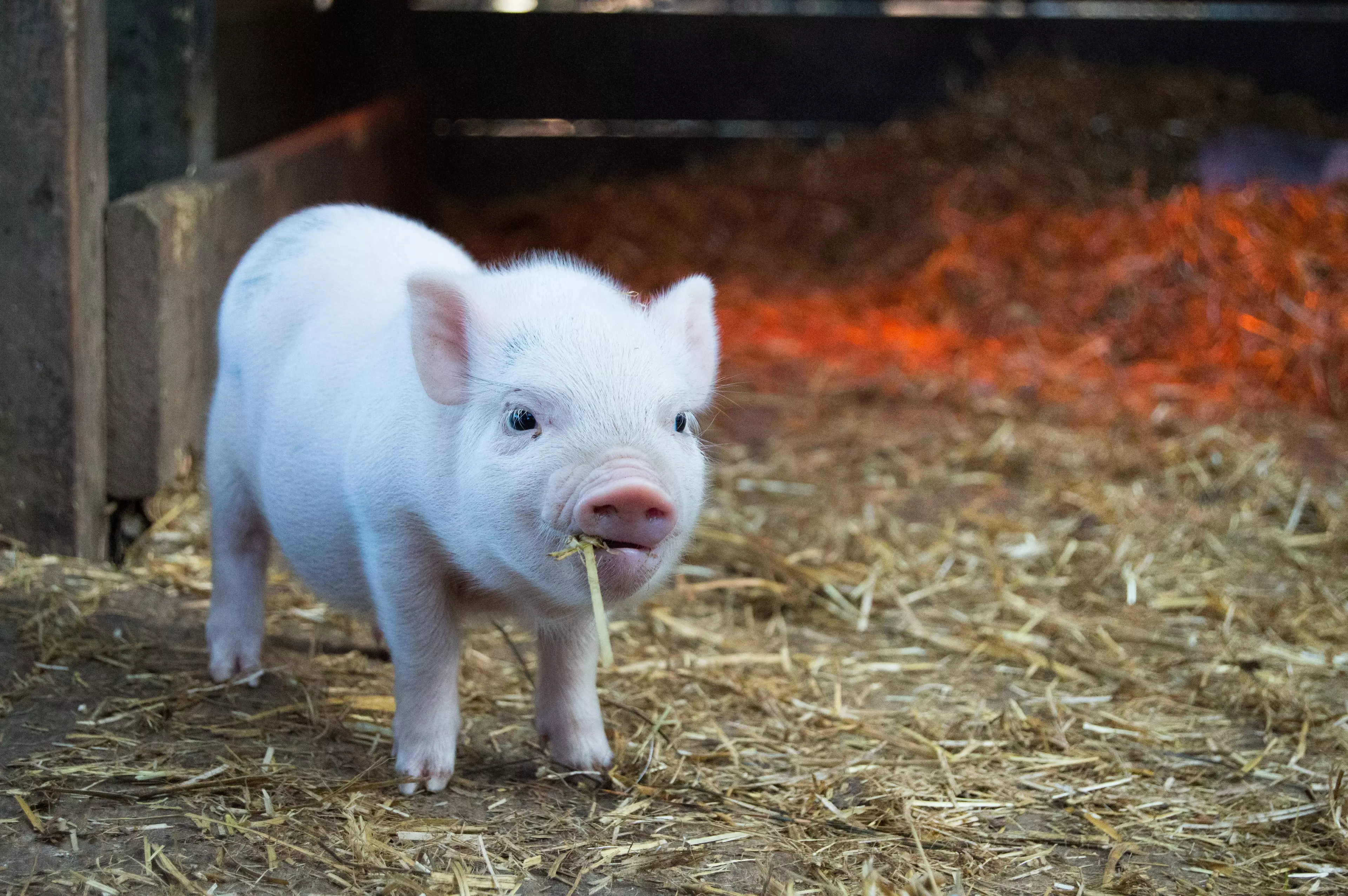 If you were forced to have a pig as a pet, would you be able to serve it up afterwards? (