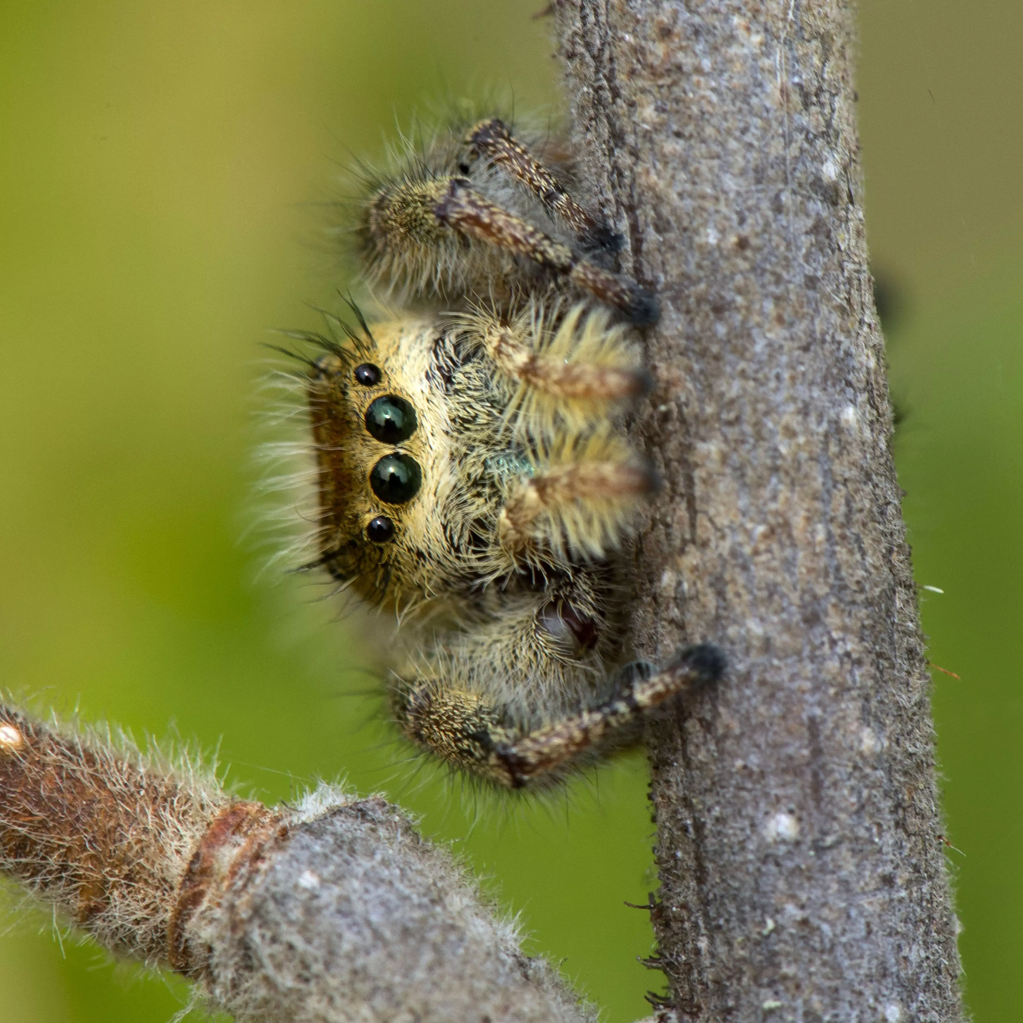 The large jumping spider. Cute, isn't it?