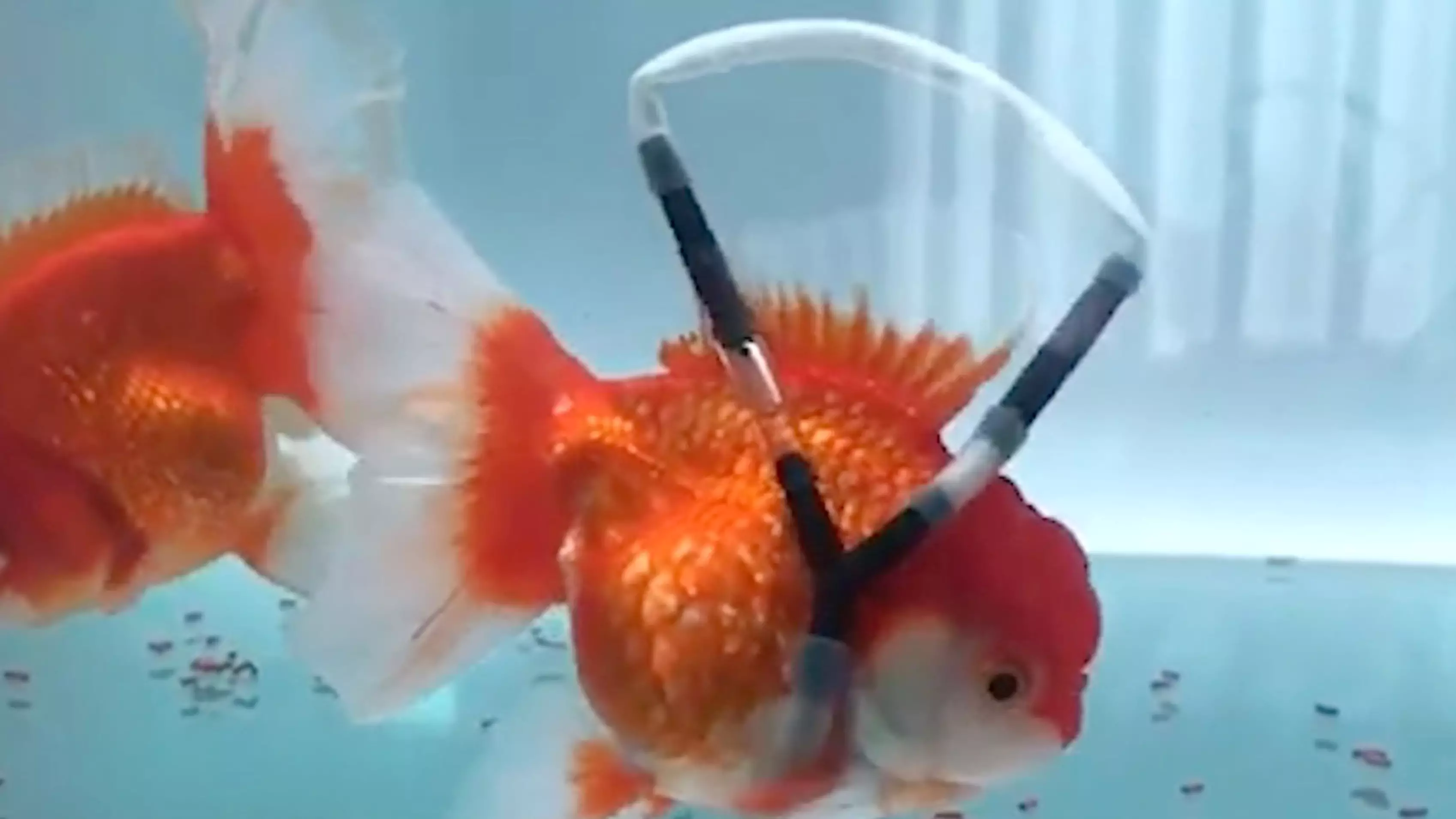 Animal Lover Creates 'Wheelchair' For Disabled Goldfish 