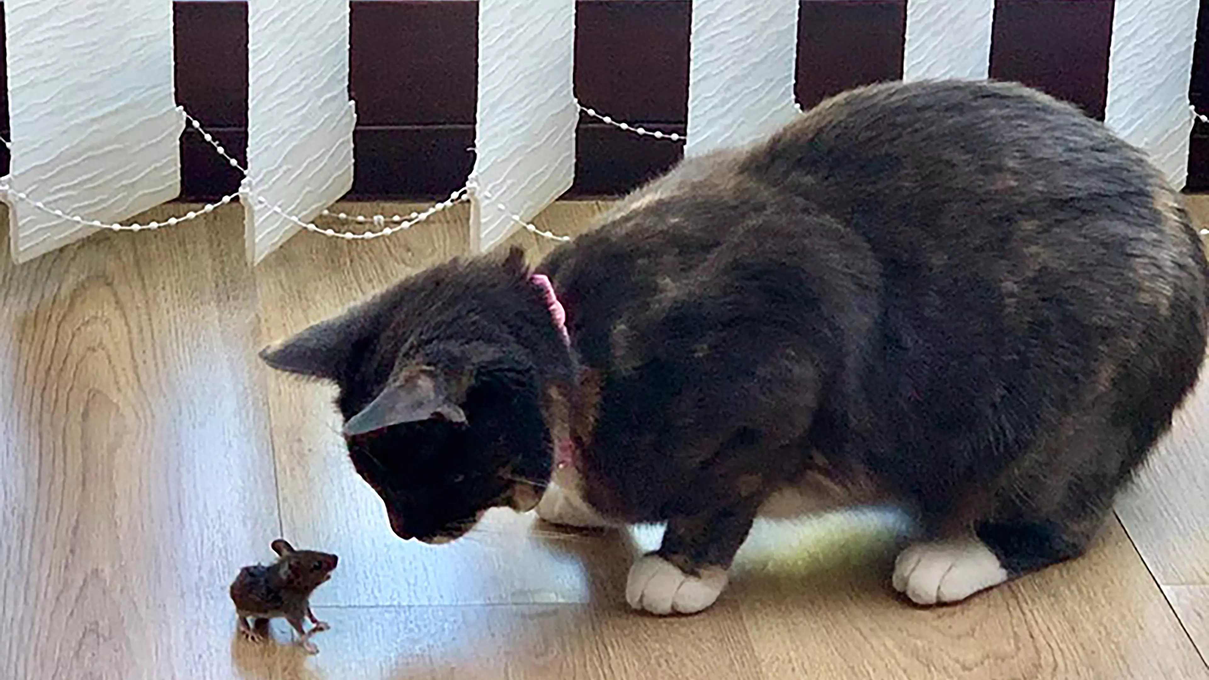 A Brave Mouse Stood Up To A Cat In A True 'Stuart Little Moment'