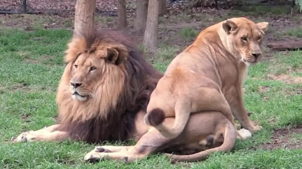 Lioness Gets Ignored After Sitting On Mate To Get His Attention