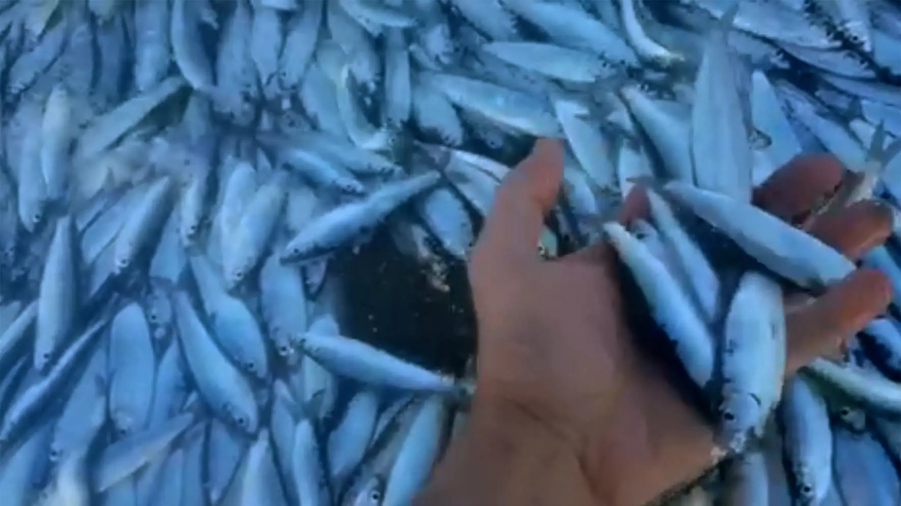 Millions Of Tiny Fish Have Washed Ashore On A Welsh Beach