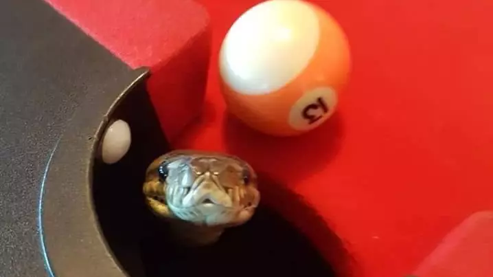 Group Of Mates Shocked After Python Crawls Into Pool Table