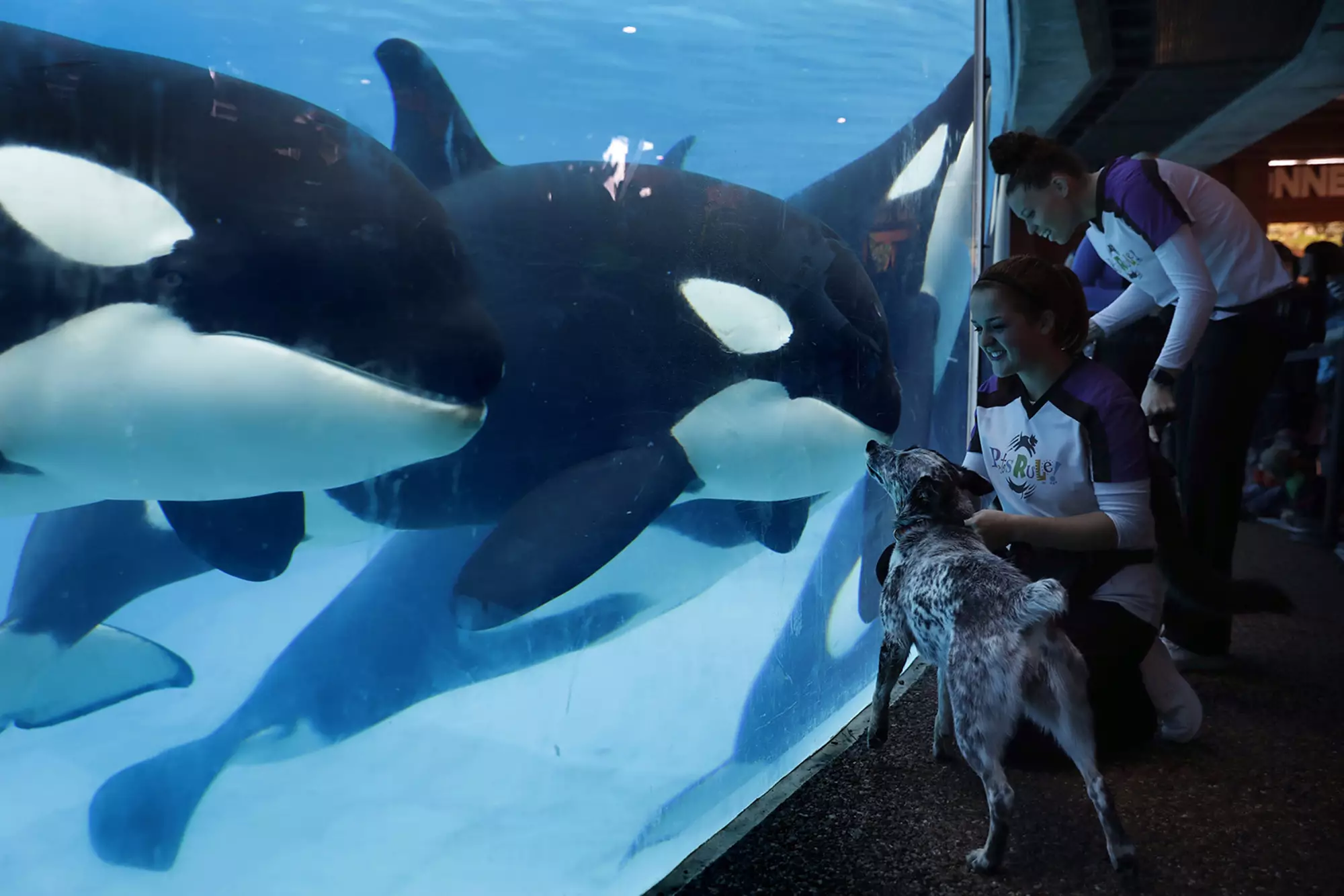 Virgin Holidays is scrapping trips to SeaWorld.