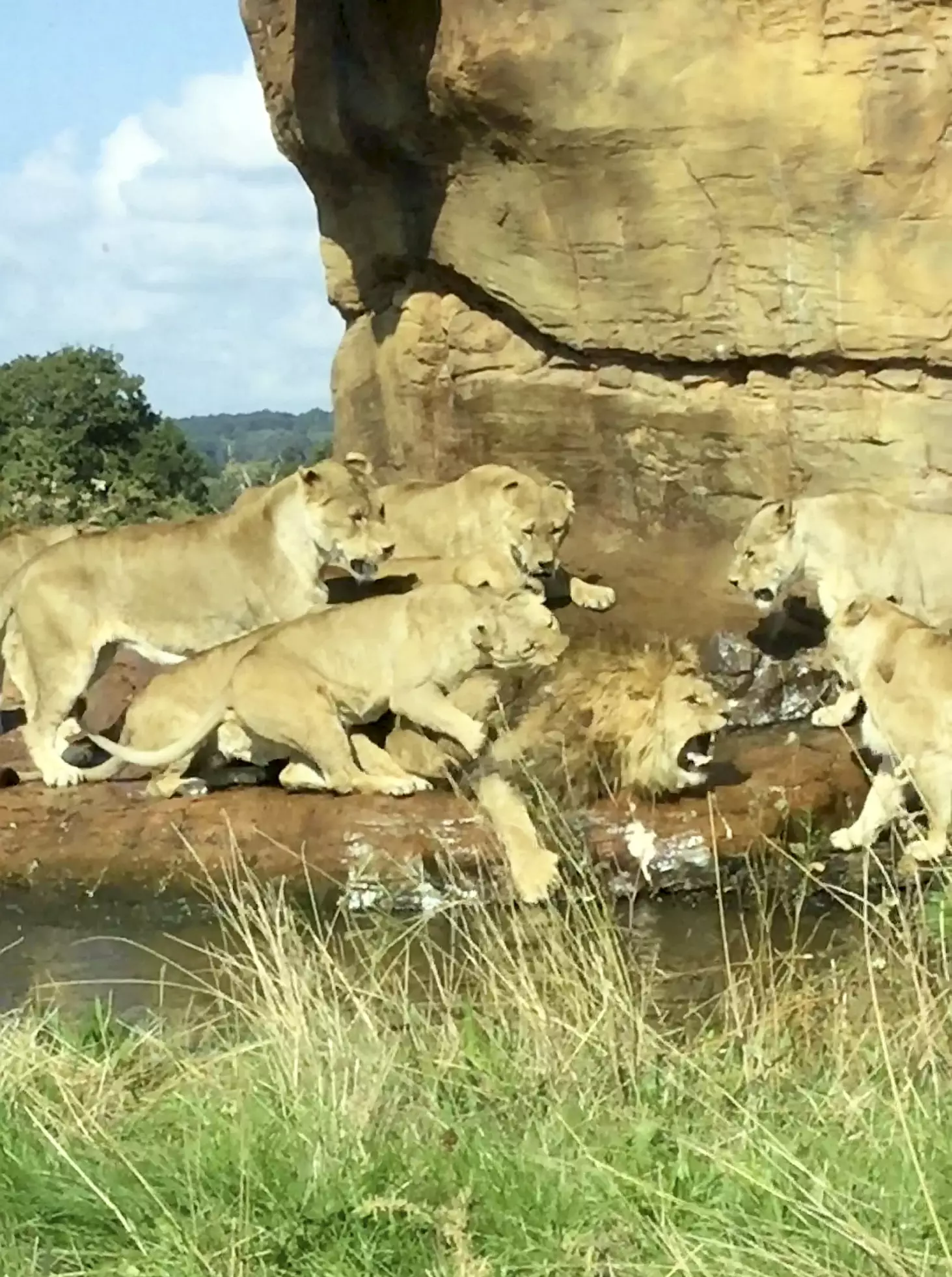 There were reportedly up to nine lionesses.