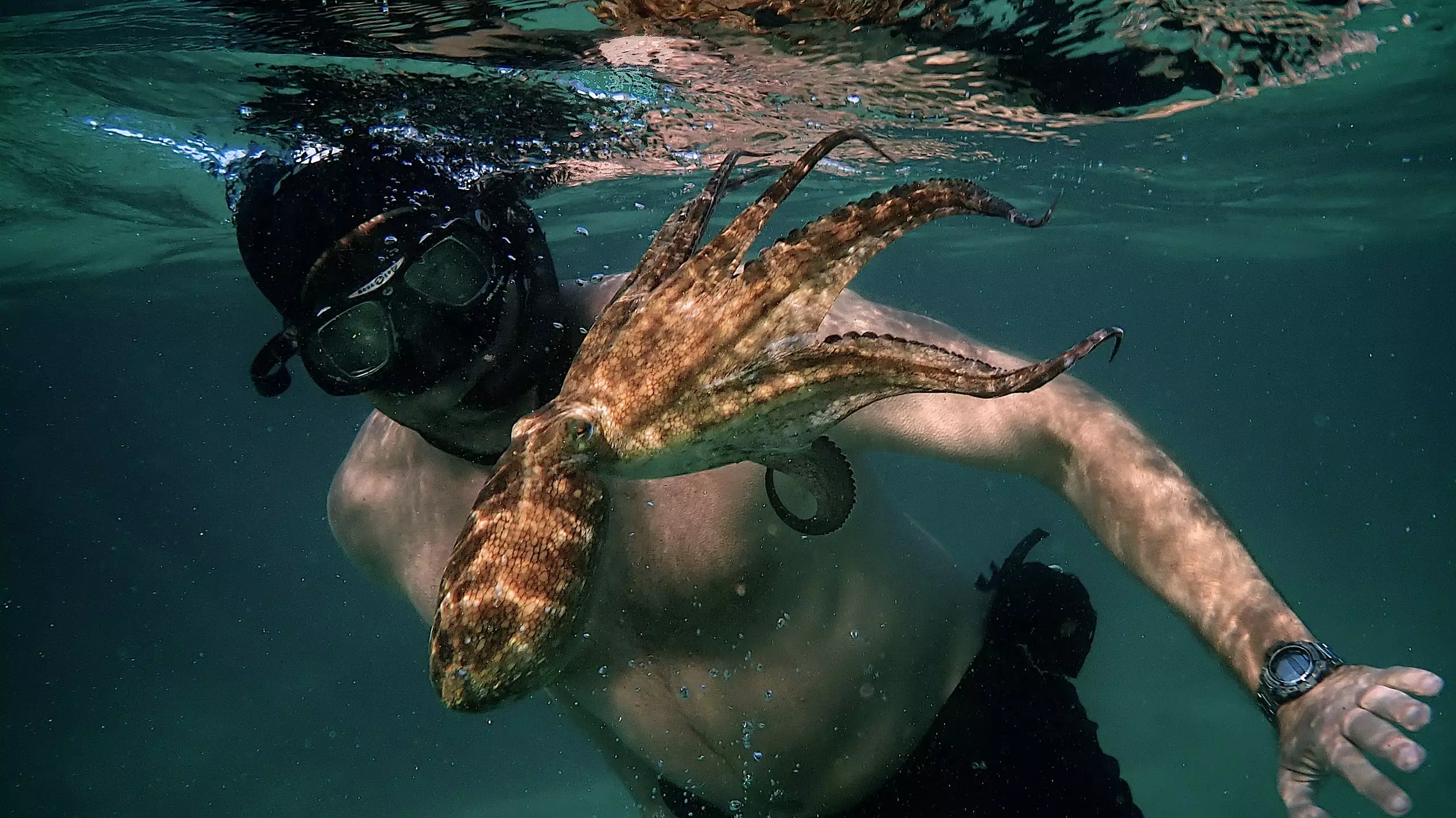 You could watch Oscar-winning documentary My Octopus Teacher.
