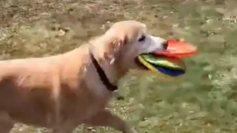 People Go Wild Over Dog Who Is Obsessed With Collecting All His Frisbees At Once