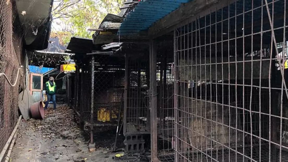 South Korea Shuts Down Its Largest Dog Meat Slaughterhouse 