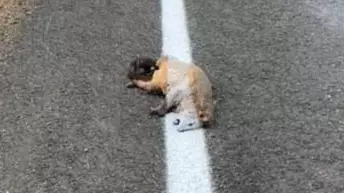 People Are Fuming After Road Painter Went Over Dead Possum