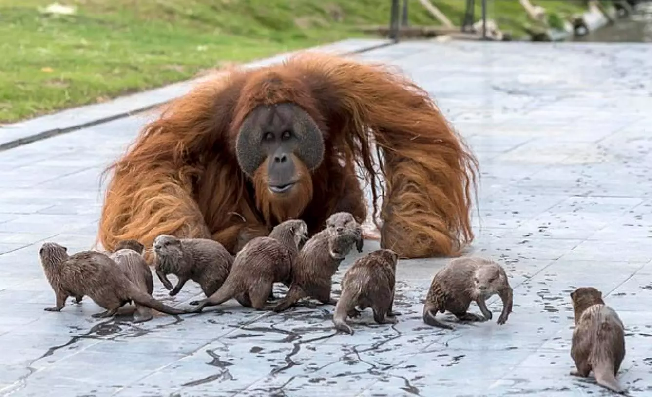 The orangutans have been at the zoo since 2017.