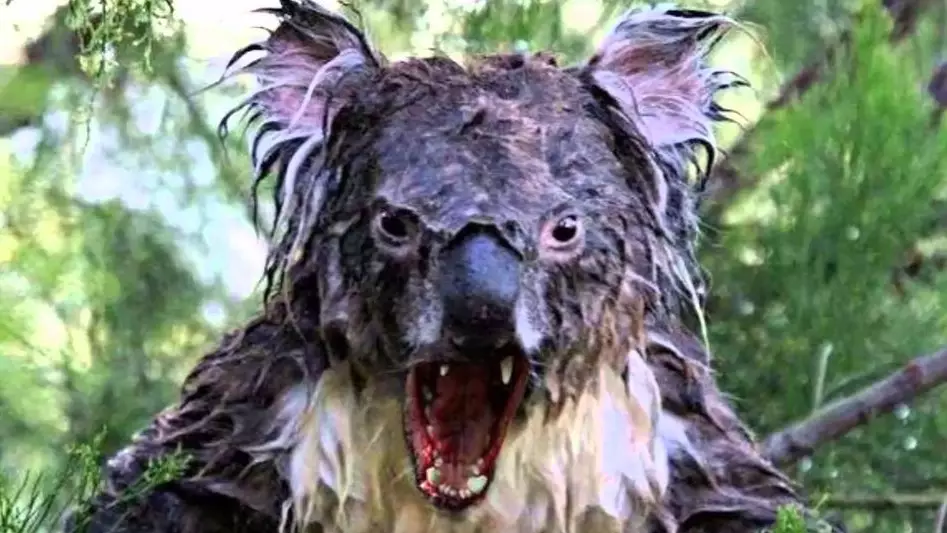 An Ode To The Humble: Drop Bear...Australia's Fiercest Animal