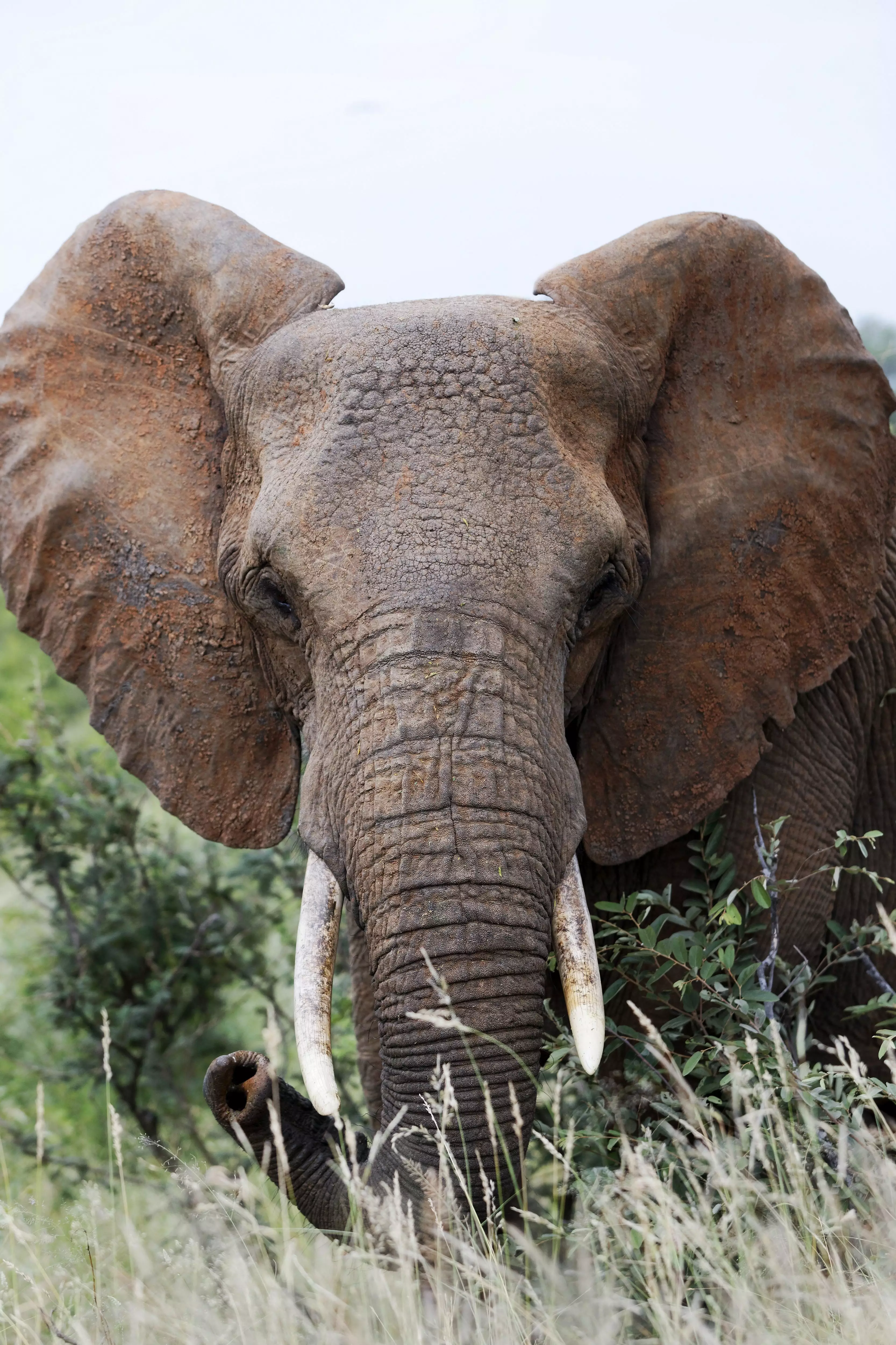 An elephant in South Africa.